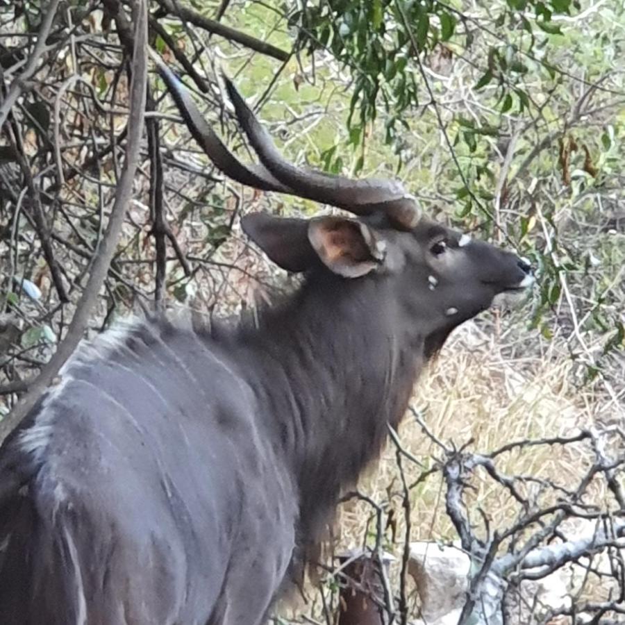 Ekuthuleni River Front Chalets Maruleng Eksteriør billede